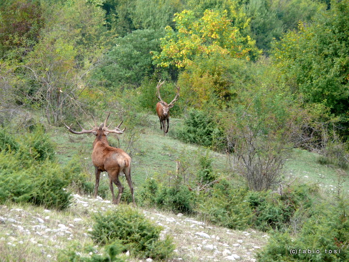 Alla corte di Sua Maest l''Unicorno - (fotoracconto fantasy)